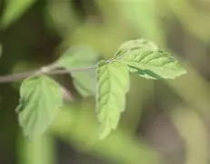 bajublkgdolynacomelf翻译