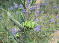 bajublkgdolynacomelf翻译